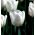 郁金香白色梦想 - 郁金香白色梦想 -  5个电洋葱 - Tulipa White Dream