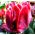 Tulipano Erna Lindgreen - pacchetto di 5 pezzi - Tulipa Erna Lindgreen