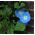 Hajnalka - Heavenly blue - 135 magok - Ipomoea purpurea