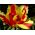 טוליפ פרווה - טוליפ פרווה - 5 בצל - Tulipa Flaming Parrot