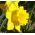 수선화 네덜란드 마스터 - 수선화 네덜란드 마스터 - 5 알뿌리 - Narcissus