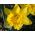 Нарцис Холандски майстор - Дафодил Холандски майстор - 5 луковици - Narcissus