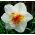 Narcissus - Flower Drift - paquete de 5 piezas