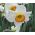 Narcizas - Flower Record - pakuotėje yra 5 vnt - Narcissus