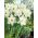 Narcissus Mount Hood - Daffodil Mount Hood - 5 củ