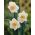 Narcissus Salome - Daffodil Salome - 5 kvetinové cibule