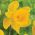Narcissus Unsurpassable - Daffodil Unsurpassable - 5 bulbs