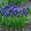 Helmililjat latifolium - paketti 10 kpl - Muscari latifolium