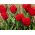 Tulpės Bastogne - pakuotėje yra 5 vnt - Tulipa Bastogne