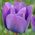 Tulipa Blue Aimable - Tulip Blue Aimable - 5 bebawang