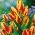 Tulipa Colour Spectacle - paquete de 5 piezas