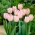 Douglas Baader tulip - 5 ชิ้น - Tulipa Douglas Baader