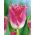 Tulipa Fancy Frills - Tulpe Fancy Frills - 5 Zwiebeln