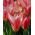 Tulipe Fashion - paquet de 5 pièces - Tulipa Fashion