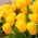 Tulp Golden Apeldoorn - pakket van 5 stuks - Tulipa Golden Apeldoorn