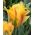 Tulipe Golden Artist - paquet de 5 pièces - Tulipa Golden Artist