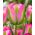 Tulipa Grónsko - Tulipán Grónsko - 5 kvetinové cibule - Tulipa Groenland