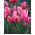 Gia đình hạnh phúc hoa tulip - Gia đình hạnh phúc hoa tulip - 5 củ - Tulipa Happy Family