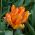 Tulp Orange Favourite - pakket van 5 stuks - Tulipa Orange Favourite