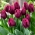 Tulipa Recreado - Tulip Recreativo - 5 bebawang