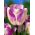 Tulipa Shirley - pacote de 5 peças