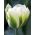 郁金香春天绿色 - 郁金香春天绿色 -  5个电洋葱 - Tulipa Spring Green