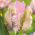 Tulpės Webers Parrot - pakuotėje yra 5 vnt - Tulipa Webers Parrot