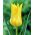 Tulipa West Point - Tulip West Point - 5 čebulic