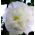 Hollyhock Chater's Dublu Semințe albe - Althea rosea fl. pl. - 50 de semințe - Althaea rosea