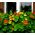 Garden Nasturtium sajauc sēklas - Tropaeolum majus - 40 sēklas - Tropaelum majus