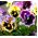Maceška Rococo mix semen - Viola × wittrockiana - Viola x wittrockiana  - semena