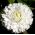 Engleski Daisy Roggli Bijelo sjeme - Bellis perennis - 600 sjemenki - Bellis perennis grandiflora.  - sjemenke