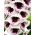 Наперстянка пурпурная - Elsie Kelsey - 1000 семена - Digitalis purpurea
