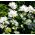 לבן אשכולות זרעי פלפל - קמפנולה glomerata אלבה - 2000 זרעים - Campanula glomerata