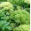 Насіння Анжеліки - Angelica archangelica - 90 насіння