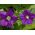 Semená Venušinho skla - Legousia speculum-veneris - 2250 semien