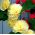 Stockrose Chater's Double Yellow Samen - Althaea rosea fl. pl. - 50 Samen