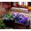 矮牵牛超蓝种子 - 矮牵牛x hybrida grandiflora  -  80粒种子 - Petunia x hybrida  - 種子