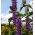 Semi di Hyssop Tricolor Trio - Hyssopus officinalis - 100 semi