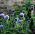 Globe Semena bodláku - Echinops ritro - 120 semen