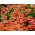 Nemesia Orange Prince seeds - Nemesia strumosa - 1300 seeds