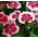 Chinesische Nelke Merry-Go-Round Samen - Dianthus chinensis - 330 Samen