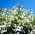 Lobelia Riviera Biji putih - Lobelia erinus - 3200 biji - benih