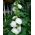 Двойные белые семена Hollyhock Chater - Althea rosea fl. пл. - 50 семян - Althaea rosea
