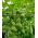 Calabash, steklenička buča - sortna mešanica - 7 semen - Lagenaria siceraria - semena
