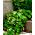 Garden Nasturtium - mix seeds - Tropaeolum majus - 40 seeds