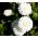 Tusindfryd - Gradiflora - Ave - hvid - 600 frø - Bellis perennis grandiflora.