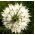 Nigelle de Damas - 1500 graines - Nigella damascena