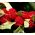 זרעי דובדבנים - צ'נופודיום foliosum - 120 זרעים - Chenopodium foliosum