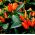 Semillas de pimiento ornamentales - Capsicum annuum - 40 semillas - Capsicum annum L.